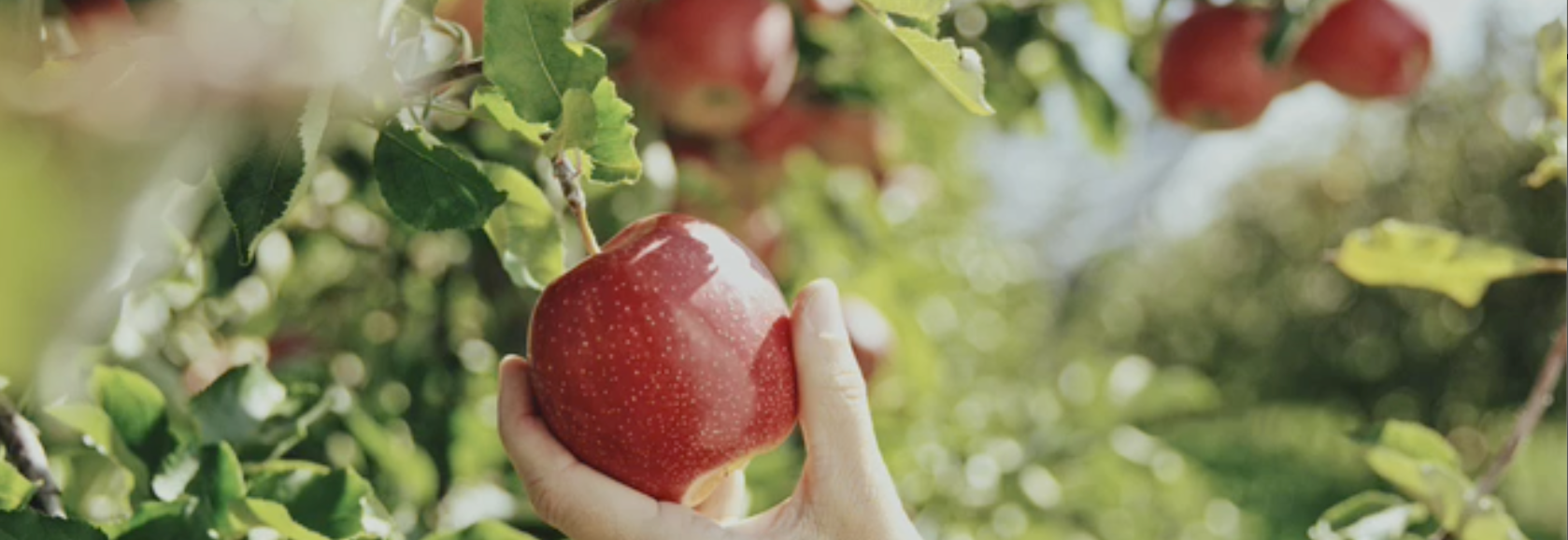 Sunny Valley Orchard